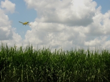 Sugar Cane Plane / Main Image